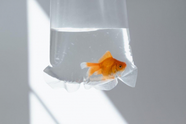 Stock image of a goldfish